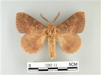 藏品(波紋枯葉蛾)的圖片