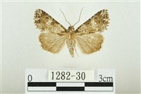 藏品(白斑散紋夜蛾)的圖片