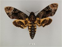 藏品(鬼臉天蛾)的圖片