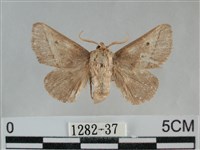 藏品(扁刺蛾)的圖片