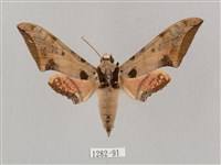 藏品(廣東鷹翅天蛾)的圖片