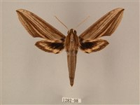 藏品(棕綠背線天蛾)的圖片