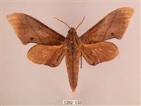 藏品(直翅六點天蛾)的圖片