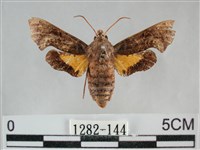 藏品(三角凹緣天蛾)的圖片