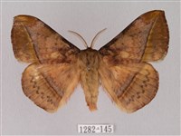 藏品(阿里山絨帶蛾)的圖片