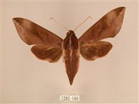 藏品(背中白天蛾)的圖片