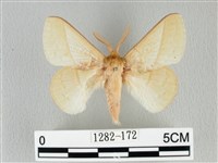 藏品(青枯葉蛾)的圖片