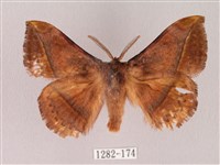 藏品(阿里山絨帶蛾)的圖片