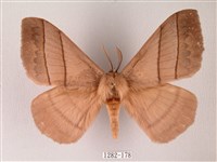 藏品(黑胸帶蛾)的圖片