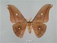 藏品(姬透目天蠶蛾)的圖片