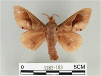 藏品(大褐斑枯葉蛾)的圖片