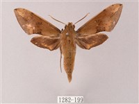 藏品(臺灣白肩天蛾)的圖片