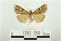 藏品(白斑散紋夜蛾)的圖片