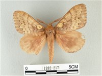 藏品(波紋枯葉蛾)的圖片