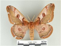 藏品(綠目天蠶蛾)的圖片