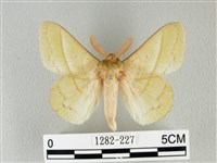 藏品(青枯葉蛾)的圖片