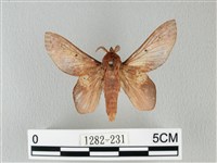 藏品(緣斑枯葉蛾)的圖片