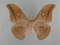 藏品(姬透目天蠶蛾)的圖片