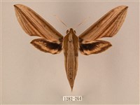 藏品(棕綠背線天蛾)的圖片