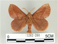 藏品(棕斜帶枯葉蛾)的圖片