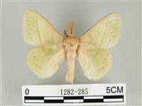 藏品(青枯葉蛾)的圖片