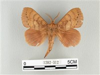 藏品(波紋枯葉蛾)的圖片