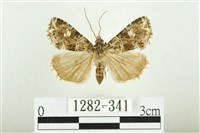 藏品(白斑散紋夜蛾)的圖片