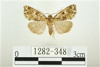 藏品(白斑散紋夜蛾)的圖片