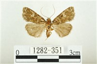 藏品(白斑散紋夜蛾)的圖片