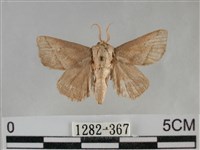 藏品(扁刺蛾)的圖片