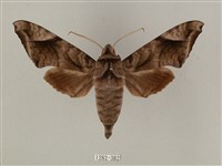 藏品(全緣缺角天蛾)的圖片