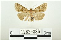 藏品(白斑散紋夜蛾)的圖片