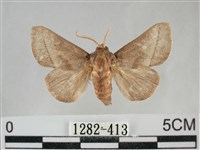 藏品(扁刺蛾)的圖片