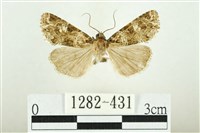 藏品(白斑散紋夜蛾)的圖片