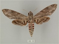 藏品(蝦殼天蛾)的圖片