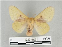 藏品(青枯葉蛾)的圖片