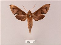 藏品(雙斑白肩天蛾)的圖片