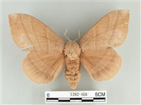 藏品(松大毛蟲)的圖片