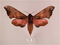 藏品(桃紅六點天蛾)的圖片