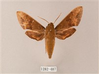 藏品(臺灣白肩天蛾)的圖片