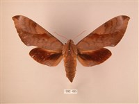 藏品(波紋豆天蛾)的圖片