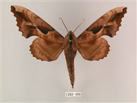 藏品(盾天蛾)的圖片