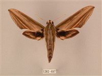 藏品(棕綠背線天蛾)的圖片