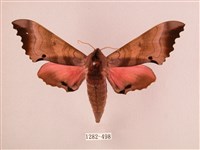 藏品(桃紅六點天蛾)的圖片