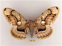 藏品(枯球籮紋蛾)的圖片