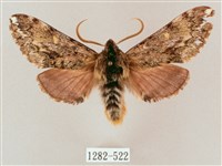 藏品(井上氏絨毛天蛾)的圖片