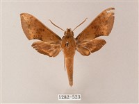 藏品(臺灣白肩天蛾)的圖片