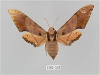 藏品(廣東鷹翅天蛾)的圖片