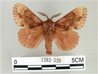 藏品(臺灣鋸紋枯葉蛾)的圖片