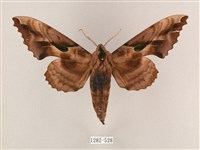 藏品(盾天蛾)的圖片